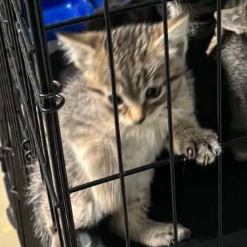 Pugsley -  Domestic Short Hair Cat for Adoption in Idaho Falls, Idaho - Pugsley | PetCurious