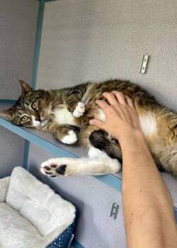 Toodles -  Domestic Short Hair Cat for Adoption in Montgomery, New Jersey - Toodles | PetCurious