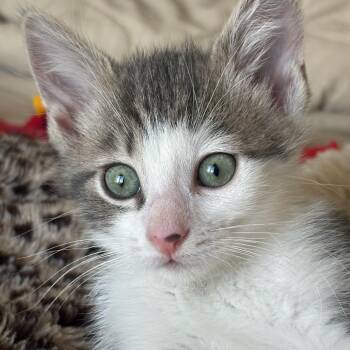 Sailor -  Domestic Short Hair Cat for Adoption in Pasadena, California - Sailor | PetCurious