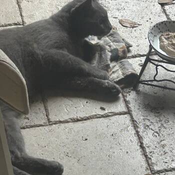 Blue -  Russian Blue Cat for Adoption in Wimauma, Florida - Blue | PetCurious
