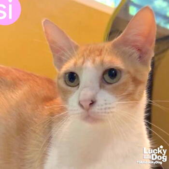 Rescue Domestic Short Hair and Tabby Cats for Adoption in Washington, District Of Columbia - Yessi | PetCurious