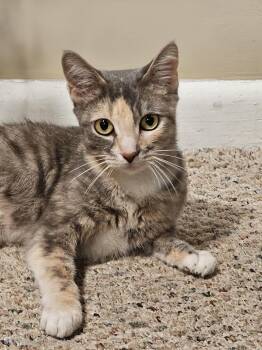 Rescue Domestic Short Hair Cats for Adoption in Brigham City, Utah - Cleopatra | PetCurious