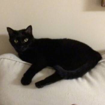 Rescue Domestic Short Hair Cats for Adoption in Saratoga Springs, New York - Loony Tunes | PetCurious