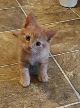 Cedar -  Domestic Short Hair Cat for Adoption in Tomah, Wisconsin - Cedar | PetCurious