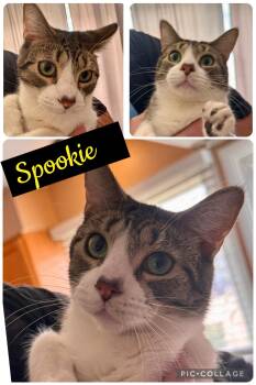 Spookie -  Domestic Short Hair Cat for Adoption in Wheaton, Illinois - Spookie | PetCurious