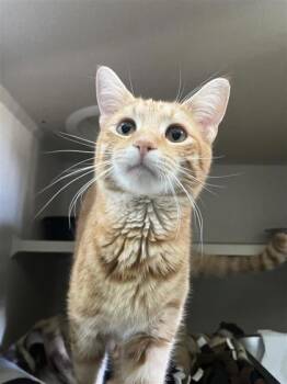 Domestic Short Hair Cats Available for Adoption in Columbus, Indiana - Omni | PetCurious