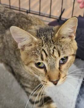 Hiccup Horrendous Haddock III -  Domestic Short Hair Cat for Adoption in Portland, Indiana - Hiccup Horrendous Haddock III | PetCurious