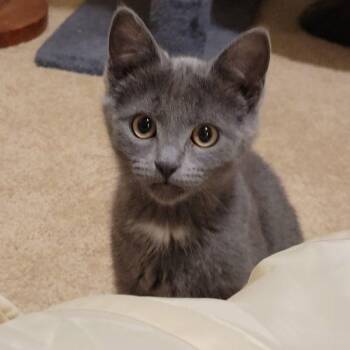 AJ -  Domestic Short Hair Cat for Adoption in Kenosha, Wisconsin - AJ | PetCurious