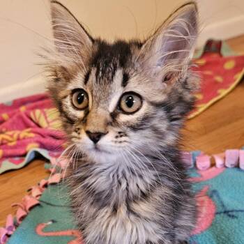 Fizzgig -  Domestic Medium Hair Cat for Adoption in Boulder, Colorado - Fizzgig | PetCurious
