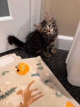 Darla -  Domestic Long Hair Cat for Adoption in Mokena, Illinois - Darla | PetCurious