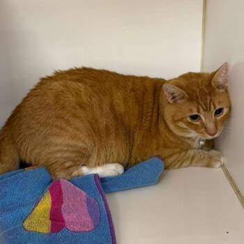 Domestic Short Hair Cats Available for Adoption in Gadsden, Alabama - Socks | PetCurious