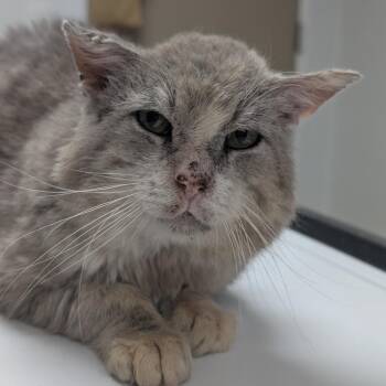 Possum -  Domestic Short Hair Cat for Adoption in Canton, Illinois - Possum | PetCurious