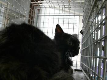 RILEY -  Domestic Short Hair Cat for Adoption in Houston, Texas - RILEY | PetCurious