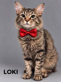 Loki -  Domestic Medium Hair Cat for Adoption in Lucas, Texas - Loki | PetCurious