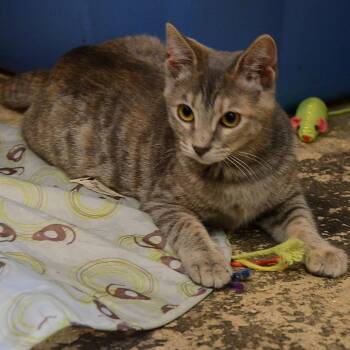 Dolce Wallace (bonded w/ Aria Wallace) -  Domestic Short Hair Cat for Adoption in Merrifield, Virginia - Dolce Wallace (bonded W/ Aria Wallace) | PetCurious