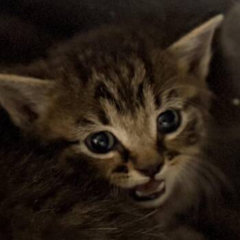 Domestic Short Hair Cats Available for Adoption in Auburn, Alabama - Wax | PetCurious