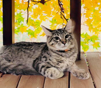 Rescue Domestic Short Hair Cats for Adoption in Chandler, Arizona - Silver | PetCurious