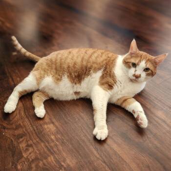 Sweet Chester -  Domestic Short Hair Cat for Adoption in New York, New York - Sweet Chester | PetCurious