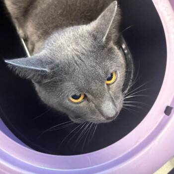 Domestic Medium Hair Cats Available for Adoption in Charleston, West Virginia - Mittens | PetCurious