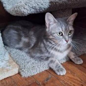 Siamese Cats Available for Adoption in Wilmington, Delaware - Milo Bonded With Leo | PetCurious
