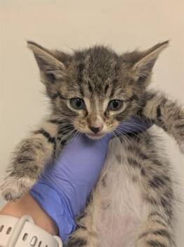 Domestic Short Hair Cats Available for Adoption in Ontario, California - ADOPTION PENDING | PetCurious