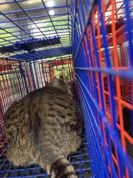 Domestic Short Hair Cats Available for Adoption in Dallas, Texas - PRIVY | PetCurious