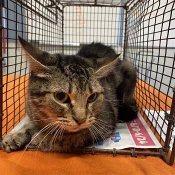Rescue Domestic Short Hair Cats for Adoption in Modesto, California - A603807 | PetCurious