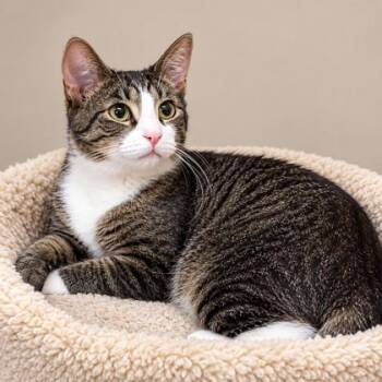 Buckwheat Kershaw -  Domestic Short Hair Cat for Adoption in Hudson, Massachusetts - Buckwheat Kershaw | PetCurious