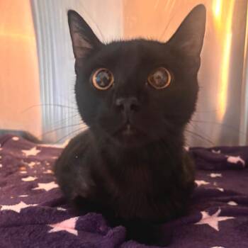 Domestic Short Hair Cats Available for Adoption in Belleville, Illinois - Alex | PetCurious