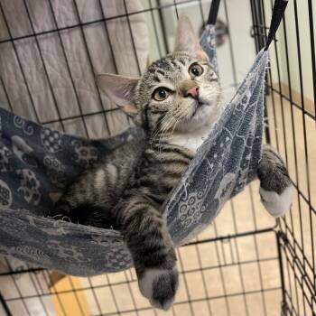 Domestic Short Hair Cats Available for Adoption - Otter | PetCurious