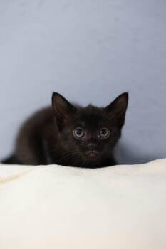 Target -  Domestic Long Hair Cat for Adoption - Target | PetCurious