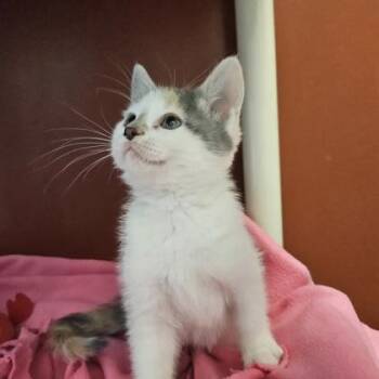 Penelope Jr. -  Domestic Short Hair Cat for Adoption in Janesville, Wisconsin - Penelope Jr. | PetCurious