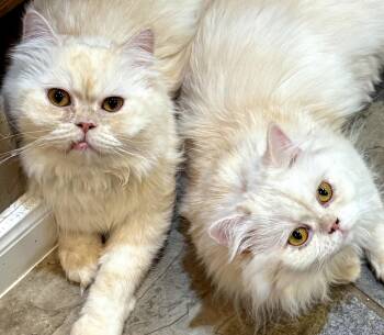 Marscapone & Buerre -  Persian Cat for Adoption in Converse, Texas - Marscapone & Buerre | PetCurious