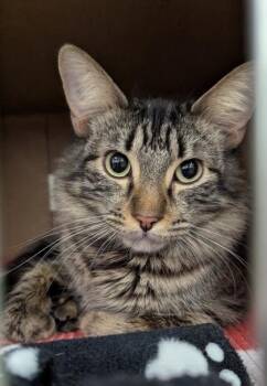 Domestic Long Hair and Domestic Short Hair Cats Available for Adoption in Westland, Michigan - Scarlett | PetCurious
