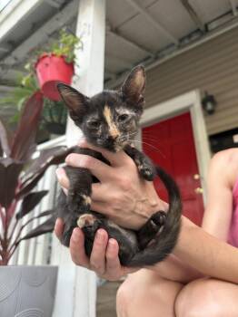 Ellie -  Tortoiseshell Cat for Adoption in Columbia, South Carolina - Ellie | PetCurious