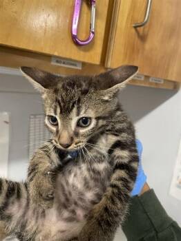 BRUCE -  Domestic Short Hair Cat for Adoption in Tallahassee, Florida - BRUCE | PetCurious