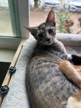 Phyllis -  Domestic Short Hair Cat for Adoption in Lancaster, California - Phyllis | PetCurious