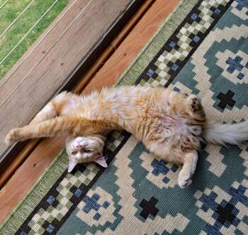 Rescue Domestic Medium Hair Cats for Adoption in Marion, North Carolina - Nermal | PetCurious