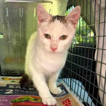 Winter -  Domestic Short Hair Cat for Adoption in Brighton, Missouri - Winter | PetCurious