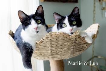 Pearlie and Lua -  Domestic Short Hair Cat for Adoption in Charlotte, North Carolina - Pearlie And Lua | PetCurious
