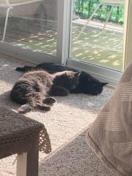 Wendy -  Russian Blue Cat for Adoption in Bloomington, Indiana - Wendy | PetCurious