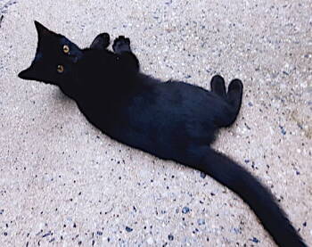 Rescue Domestic Short Hair Cats for Adoption in Albemarle, North Carolina - Archimedes | PetCurious