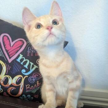 Fritz -  Domestic Medium Hair Cat for Adoption in Las Vegas, Nevada - Fritz | PetCurious