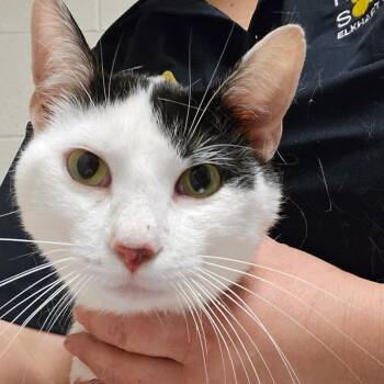 Bruce -  Domestic Short Hair Cat for Adoption in Bristol, Indiana - Bruce | PetCurious