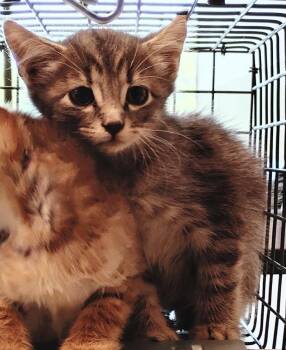 Bryer -  Domestic Short Hair Cat for Adoption in Clarksville, Tennessee - Bryer | PetCurious