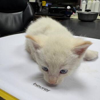 Confetti -  Domestic Short Hair Cat for Adoption in Lufkin, Texas - Confetti | PetCurious