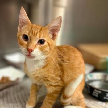Ehlers -  Domestic Short Hair Cat for Adoption in Mooresville, North Carolina - Ehlers | PetCurious