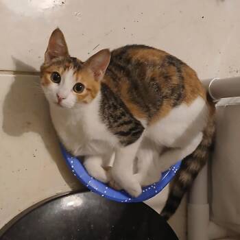 Serenity -  Domestic Short Hair Cat for Adoption in Fairfax Station, Virginia - Serenity | PetCurious
