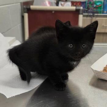 Shadow -  Domestic Short Hair Cat for Adoption in Chattanooga, Tennessee - Shadow | PetCurious