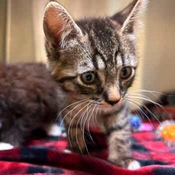 Domestic Short Hair Cats Available for Adoption in Woodinville, Washington - Goose | PetCurious
